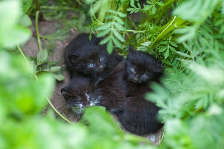 A Tiny Kitten Was Found Asleep in the Middle of a Busy Long Island Highway