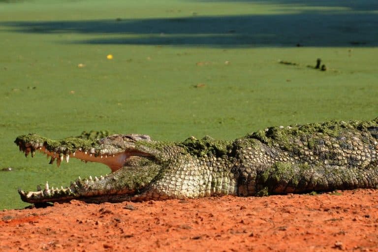Saltwater Crocodiles Catch Ocean Currents Like Surfers, And Ride Them For Hundreds Of Miles