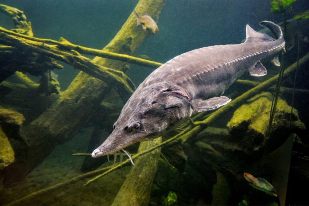 Hikers Spotted 3 Stranded 'Dinosaur Fish' In A Michigan River, And Rescuers Found 27