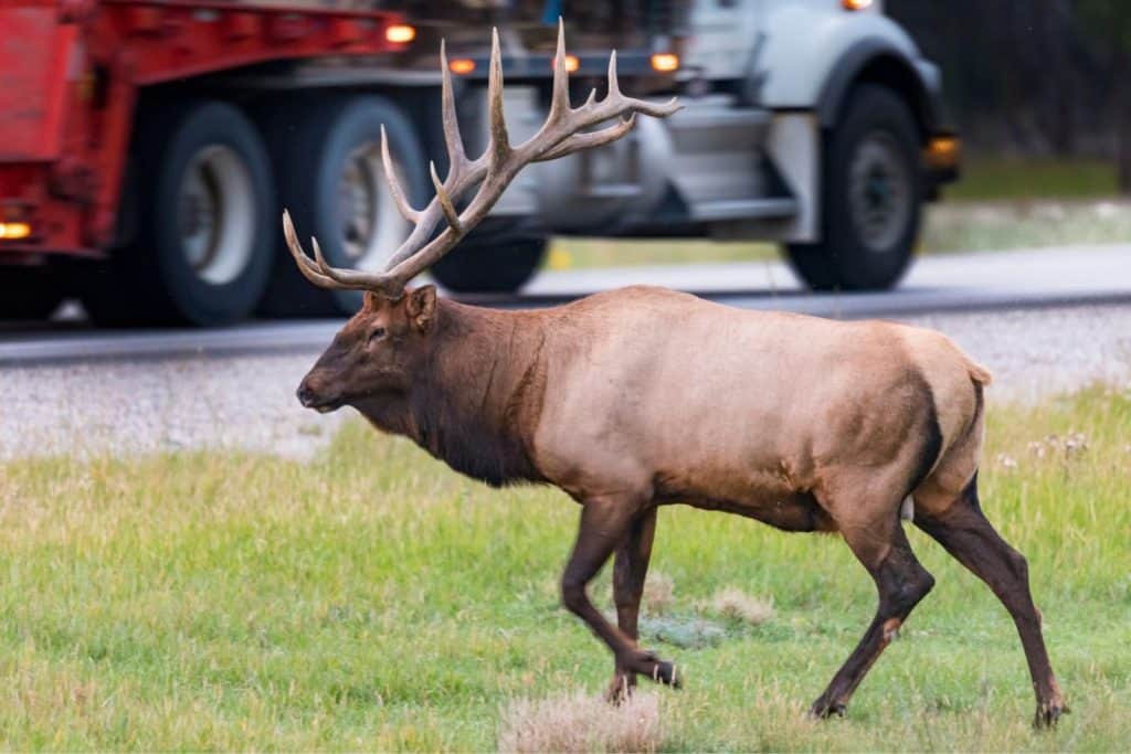 Why A 700-Pound Elk Named Smash Keeps Charging Trucks And Golf Carts In Estes Park