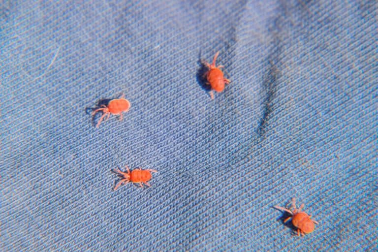 Those Tiny Red Dots on Your Balcony Aren't Spiders, and You Shouldn't Kill Them