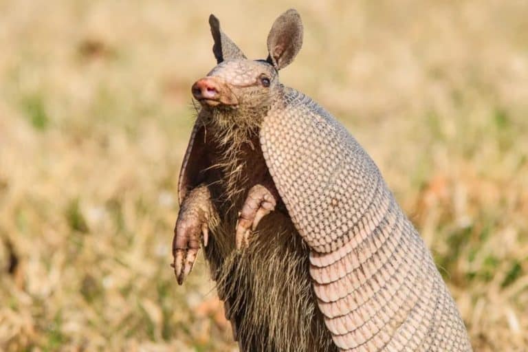 Ohio Just Confirmed Its First Armadillo That Didn't Hitch A Ride To Get There