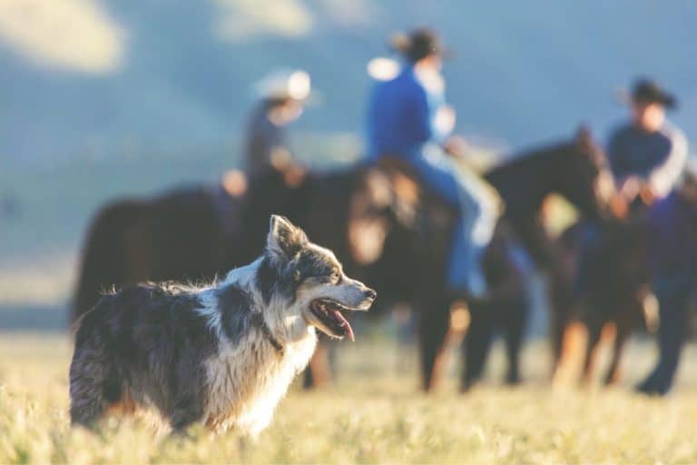 A Wyoming Ranch Dog Brought Home A Strange Carcass In 1981: It Was A Species Presumed Extinct