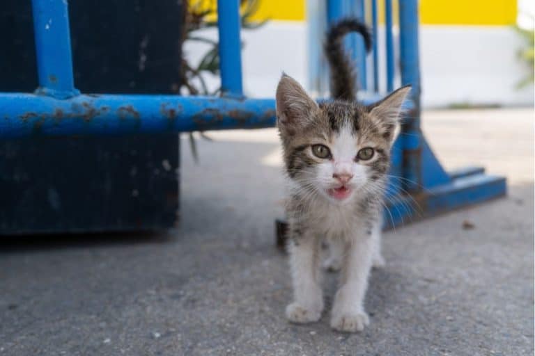 A Family Fed A 'Stray Kitten' Noodles And Rice For A Year. It Was A New Cat Species