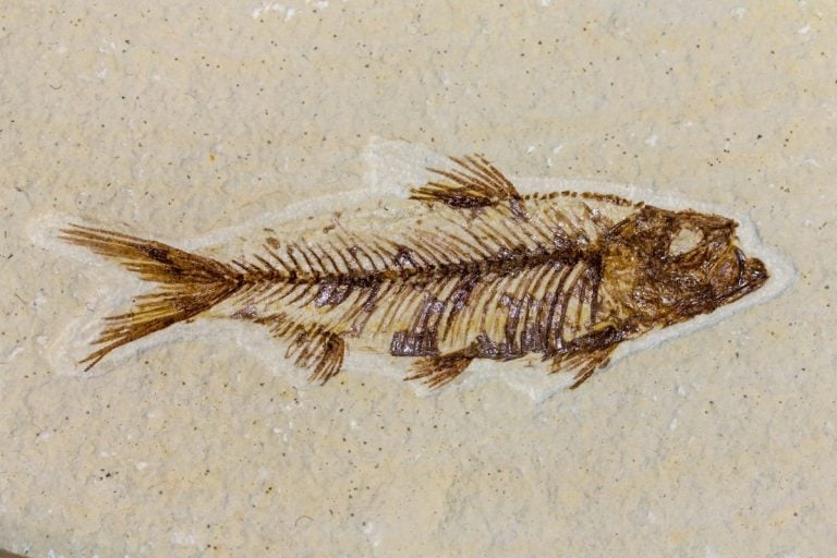 A Fish Hidden in a Museum Drawer for 150 Years Just Filled a 50-Million-Year Gap