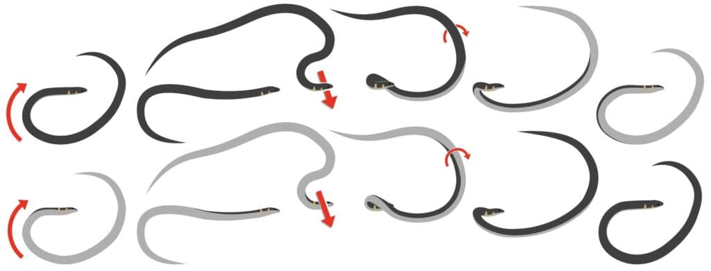 Dwarf reedsnake illustration of rolling