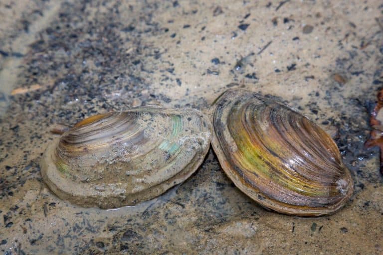 California Wants $60 Million to Stop a Tiny Invader Threatening Its Waterways