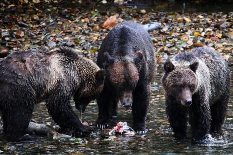 Up To 19 Grizzlies Fed On One Carcass Near Yellowstone, And Not A Single Fight Broke Out