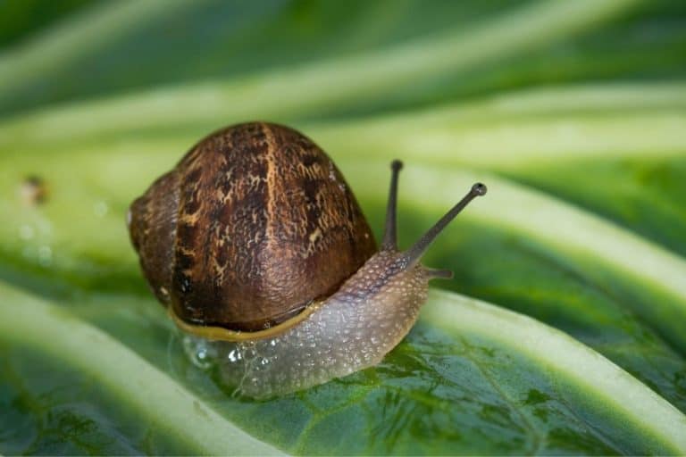 Hawaii’s 1955 Fix For A Snail Problem Backfired, And It Took 70 Years To Start Undoing It