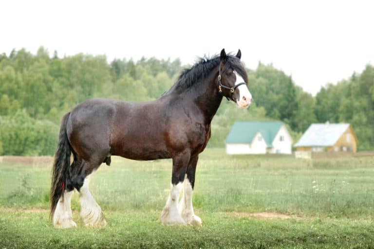 This 19th-Century Horse From England Reached a Record-Breaking Height of 2.19 Meters
