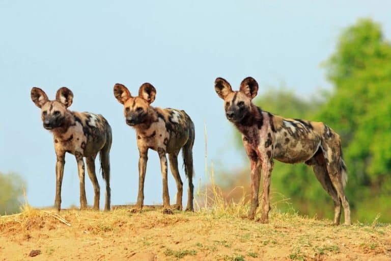 Three Wild Dog Brothers Traveled 2,564 Miles Across Zambia, A Record For An African Mammal