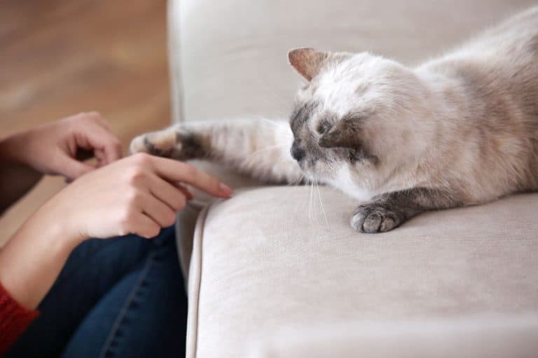 You Think You're Playing With Your Cat, but It May Be Telling You Something Else