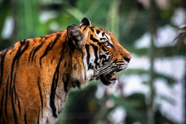 Malayan Tiger