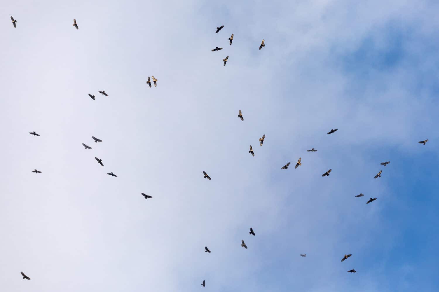 Bird migration in Georgia 