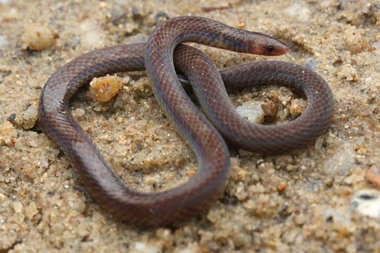 Dwarf Reed Snake, Malaysia