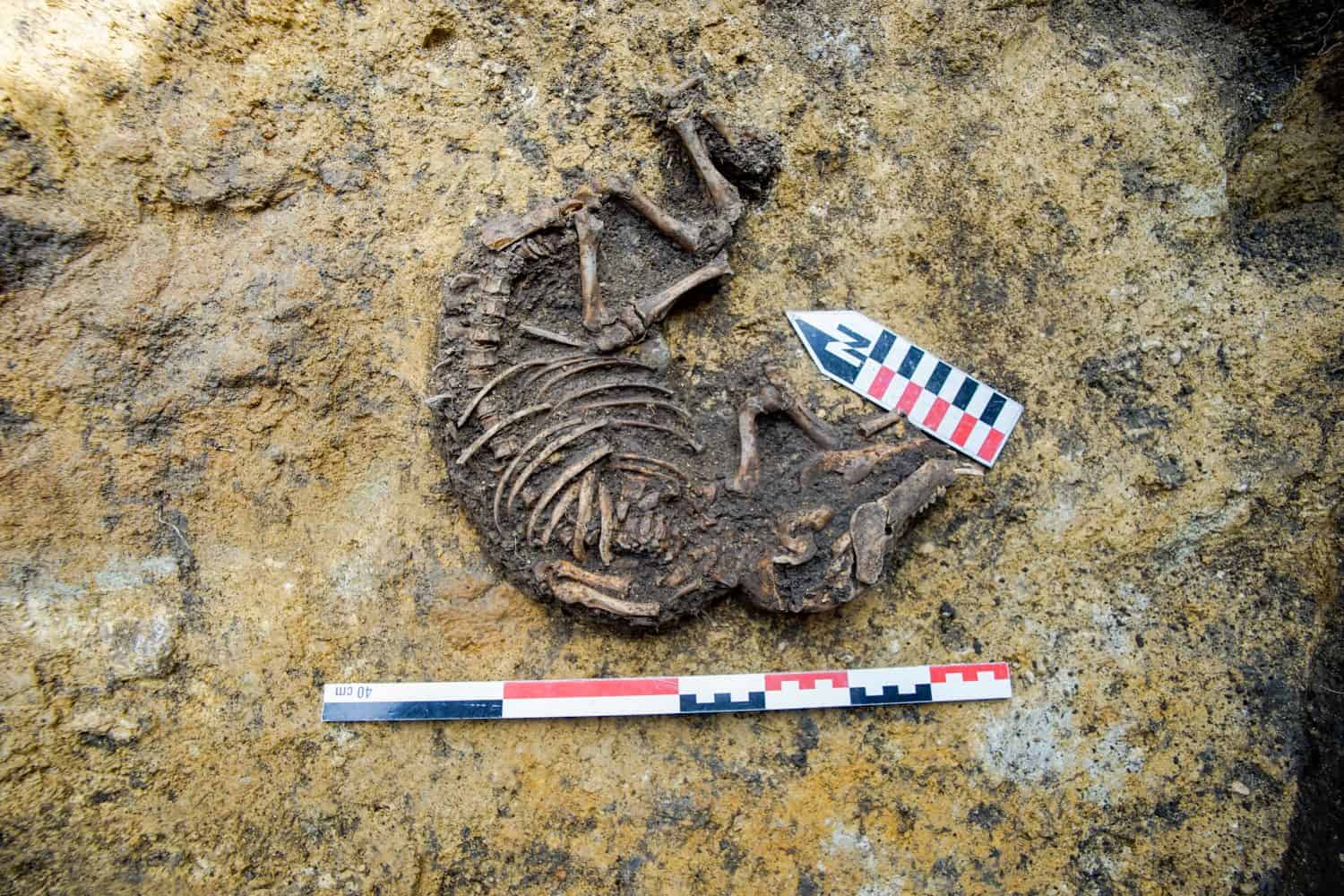 Full skeleton of a piglet discovered during archaeological excavations