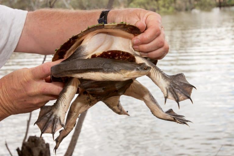 Australian Broad shelled River Turtle being held by researcher