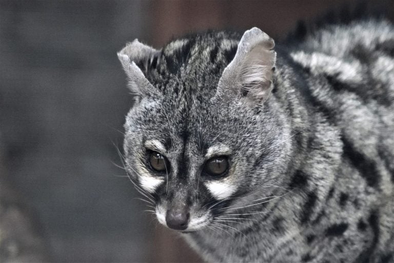 A cute black and white African civet