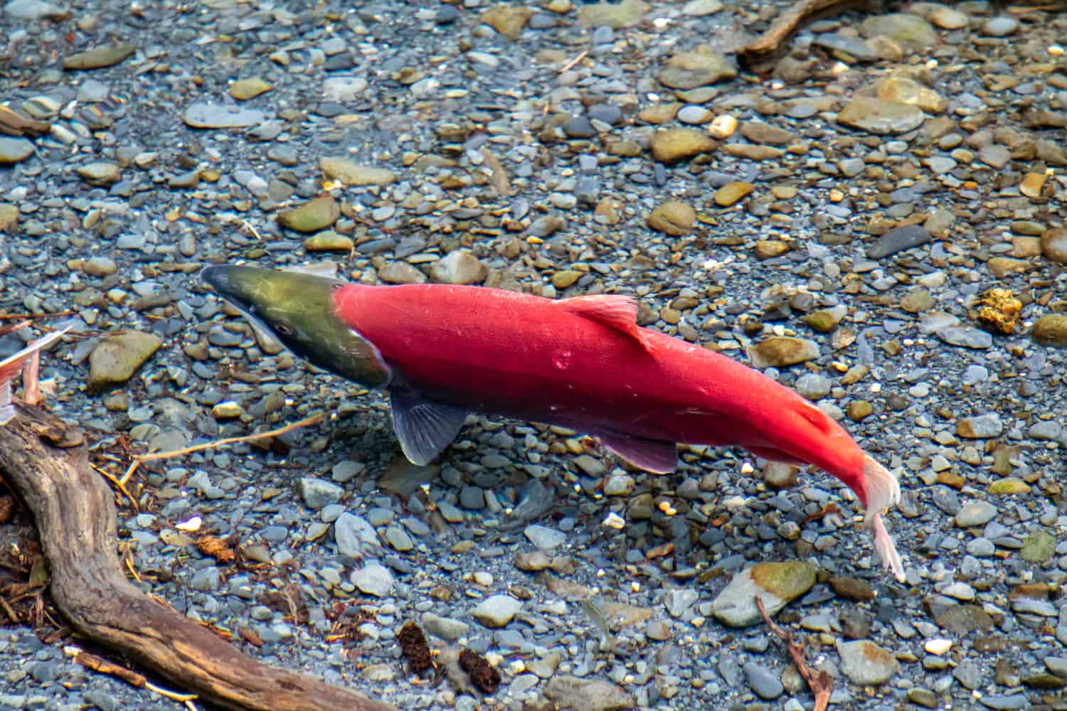 male wild, red sockeye salmon next to nest he has made in a clear forest stream in Alaska.  This fish has reached the end of his migration from the ocean to his river spawning grounds to find a mate