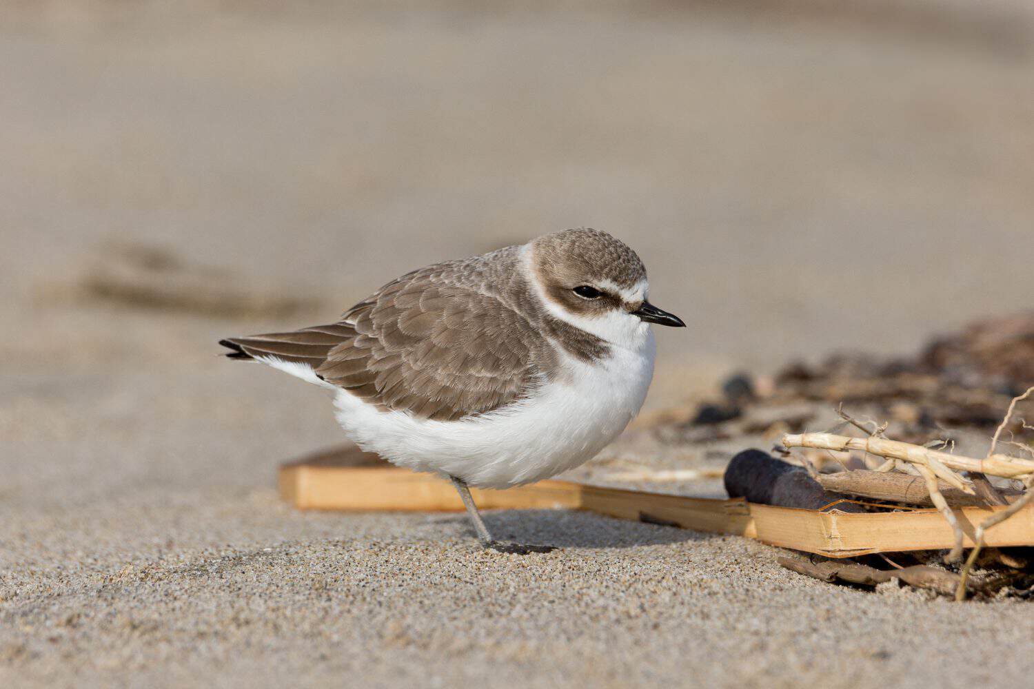 Snowy Plover resting on beach.