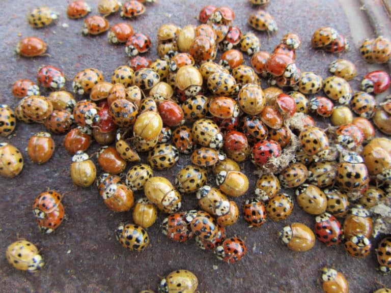 Bokeh effect and Selective Focus of a group of Asian Beetles or Ladybugs