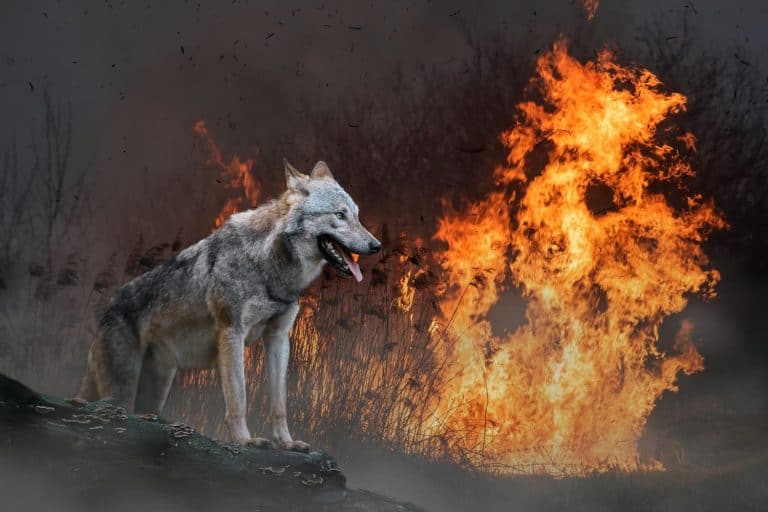 Wolf on a background of burning forest. Wild animal in the midst of fire and smoke