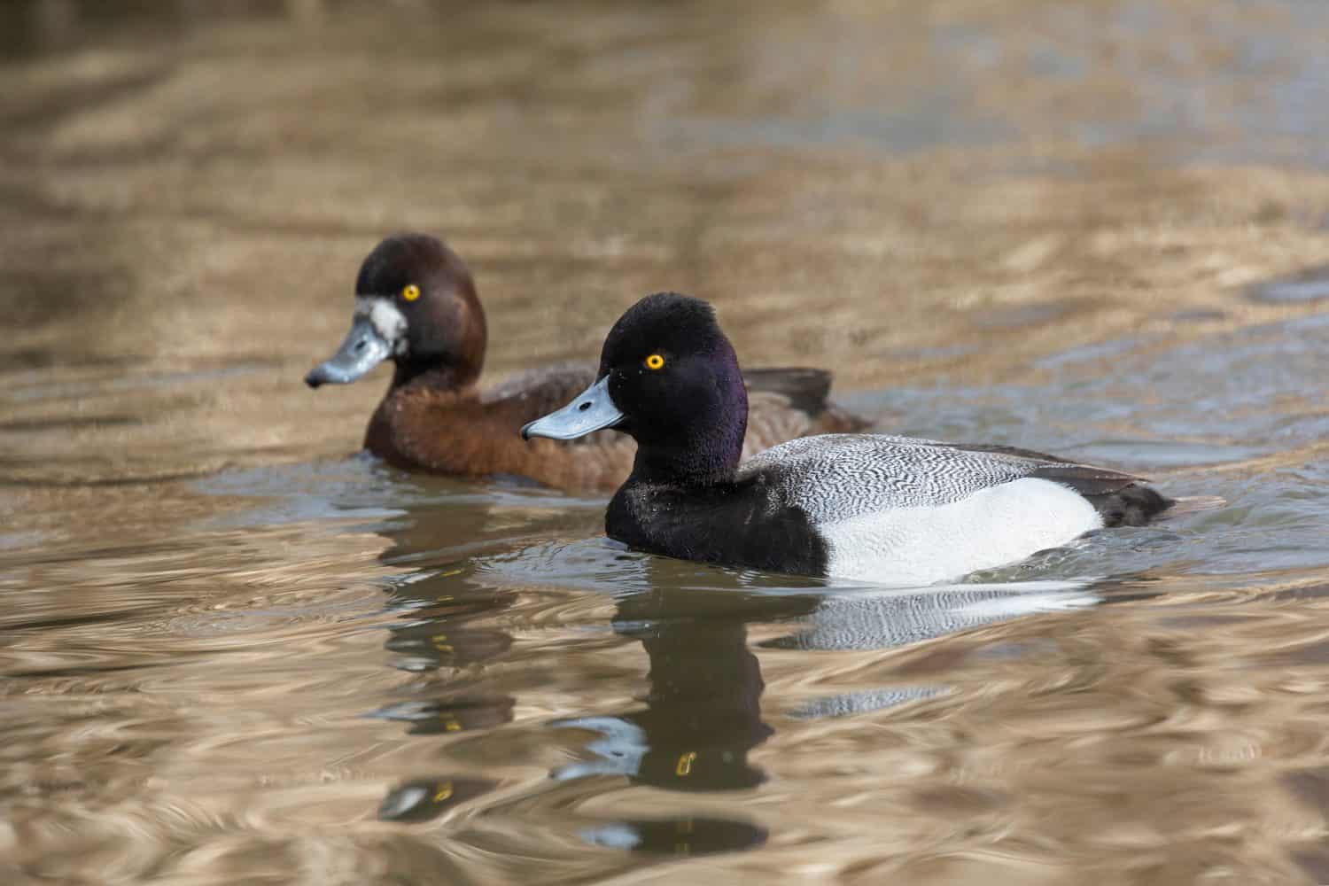 male Lesser scaup duck at Burnaby lake BC Canada