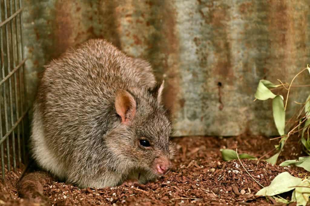 Rufous Bettong rat-kangaroo full length.