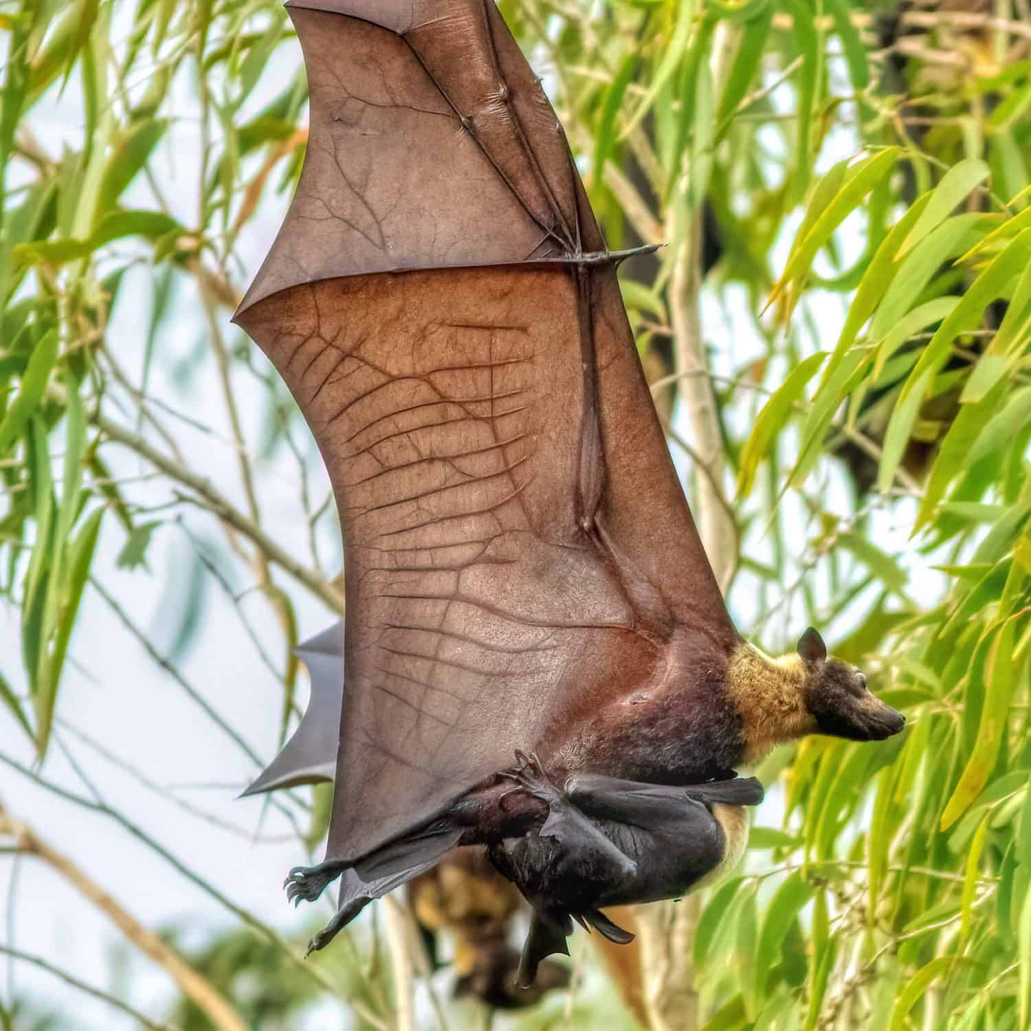 Spectacled flying fox flying with pup 