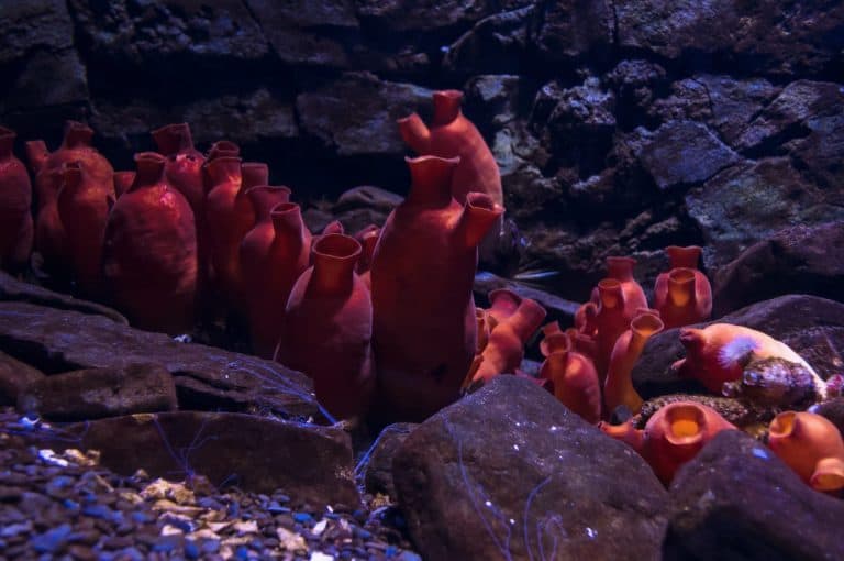 close up view of hordate animals Red sea squirt (Halocynthia papillosa) species on the bottom