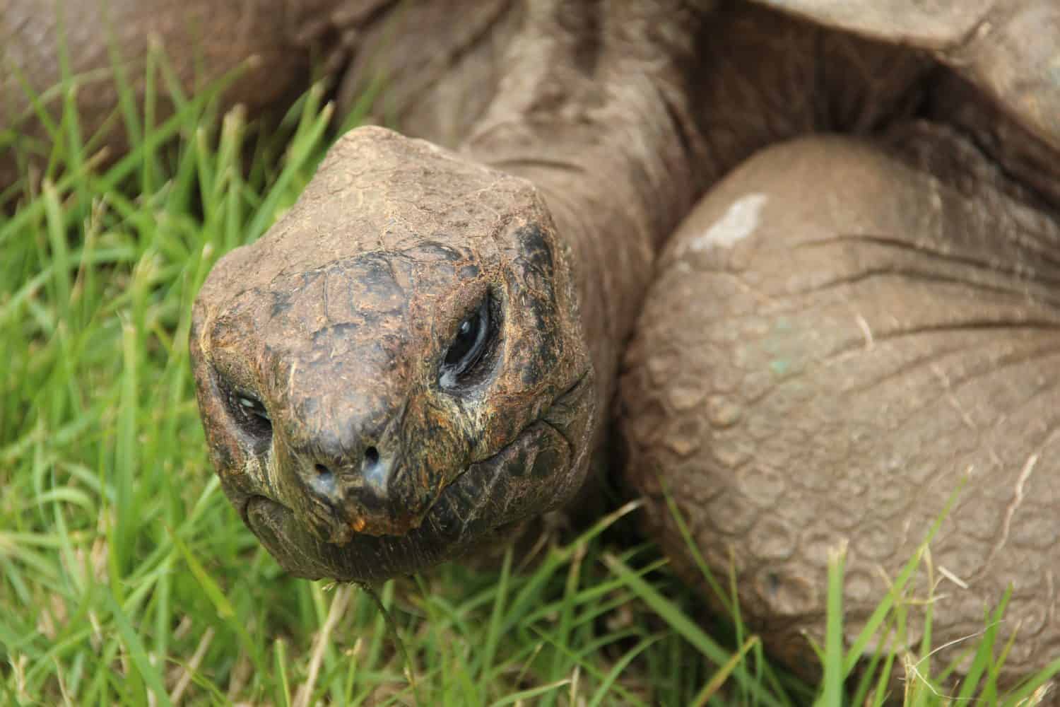 Jonathan, a Seychelles giant tortoise, and possibly the oldest animal alive, on the grounds of Plantation House on St Helena