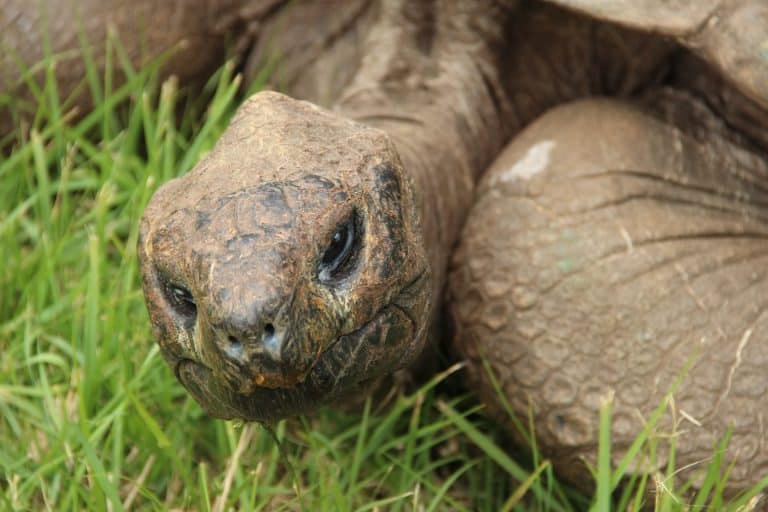 Jonathan, a Seychelles giant tortoise, and possibly the oldest animal alive, on the grounds of Plantation House on St Helena