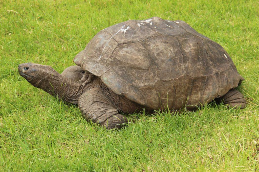 This 194-Year-Old Tortoise Has the Cells of a 5-Year-Old - A-Z Animals