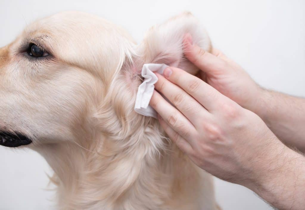 The man is cleaning the dog's ears. Male hands wipe the dirt with a golden retriever napkin. Isolated on white background