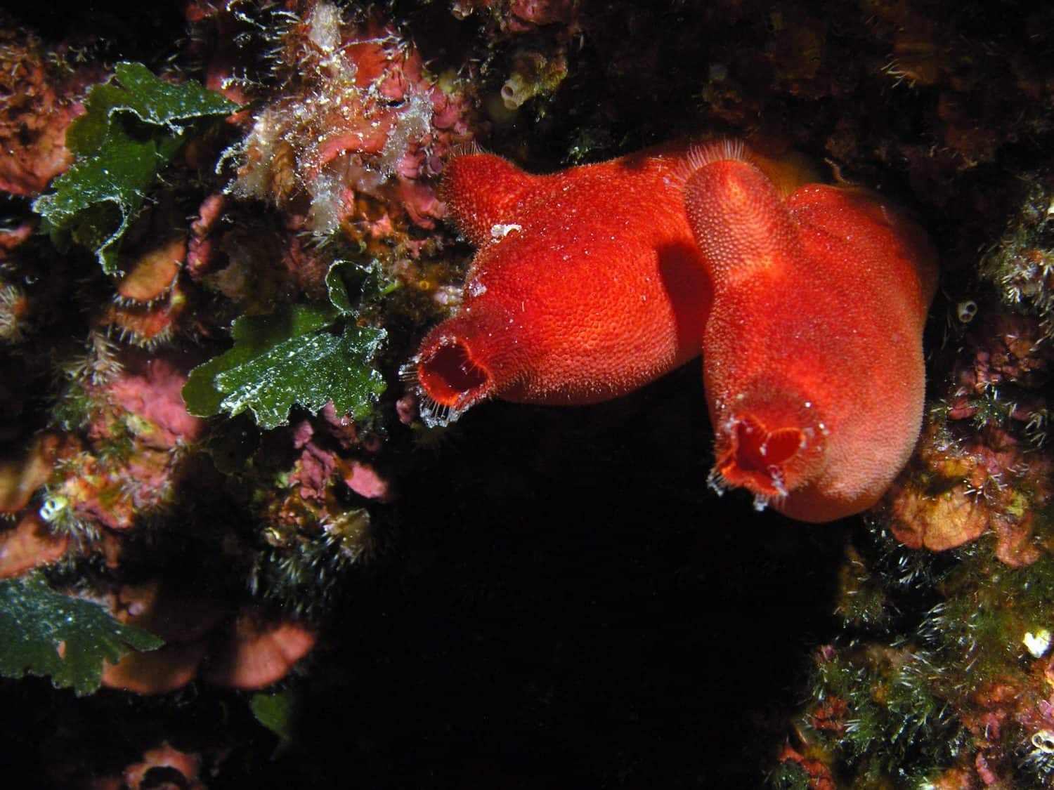 Halocynthia papillosa - sea squirt in Adriatic sea, Croatia     