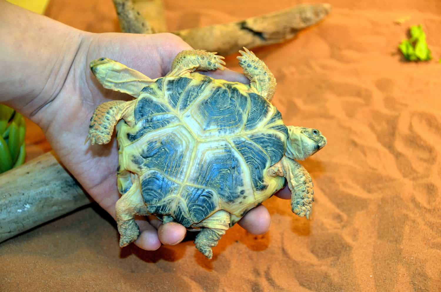 Bottom view of a turtle with six legs, two upper bodies and two heads.
