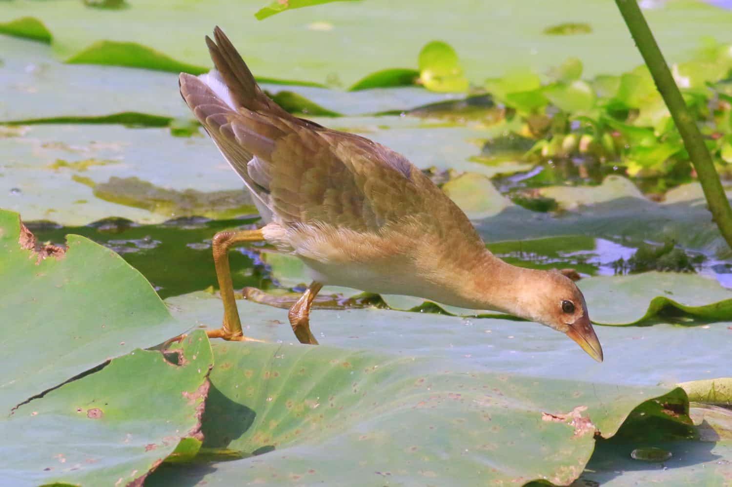 Juvenile Purple Gallinule walking on lily pads. Soon he will be transformed with brightly multicolored feathers, bright yellow feet and a colorful beak