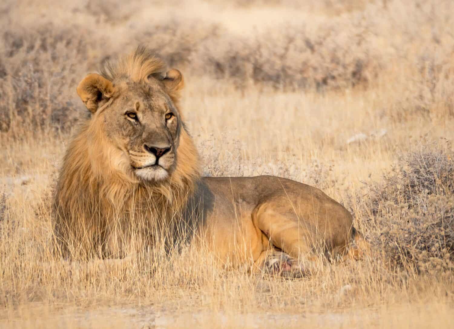 African lion resting in a grass after hunting, Etosha National Park, Namibia. Landscape of savannah with a lion for your story about safari with wild animals in Africa.