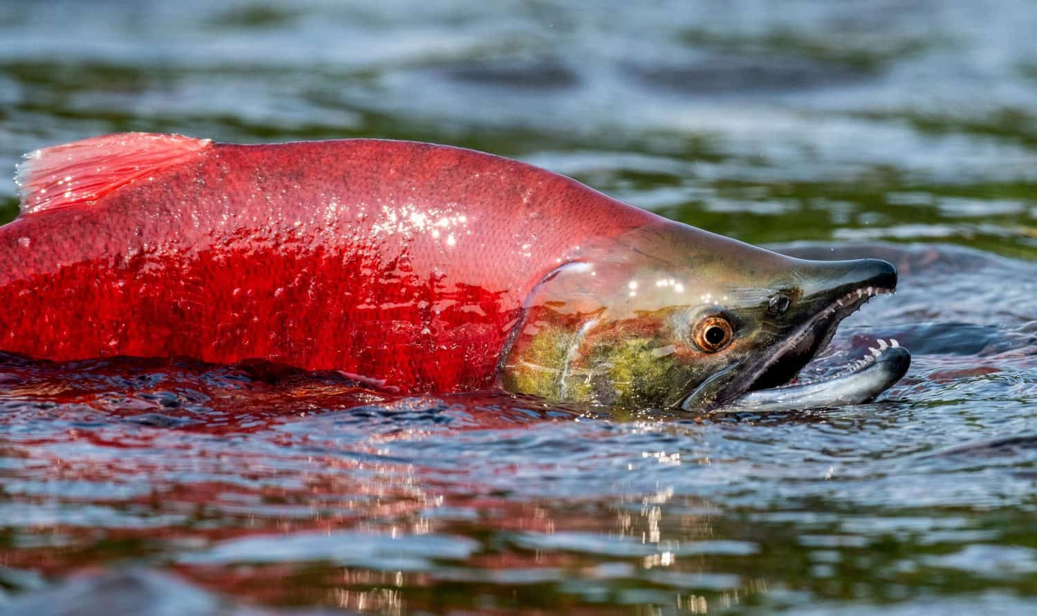 Sockeye Salmon in the river. Red spawning sockeye salmon in a river. Sockeye Salmon swimming and spawning. Scientific name: Oncorhynchus nerka. Natural habitat. Kamchatka, Russia.