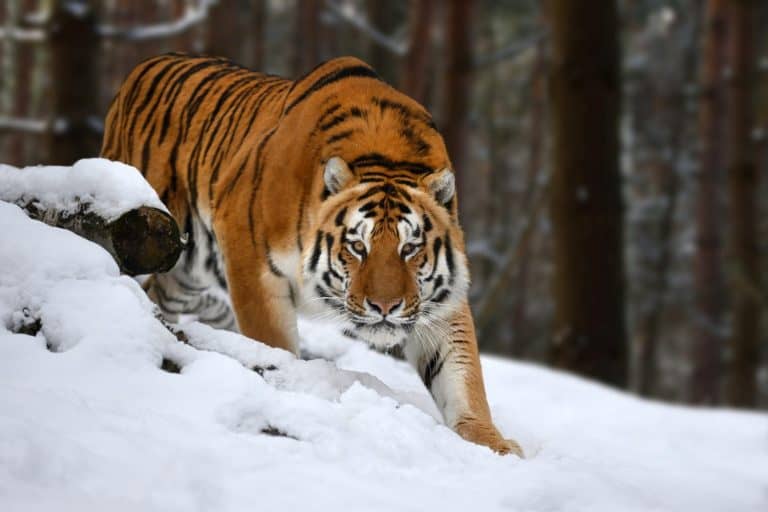 Siberian Tiger