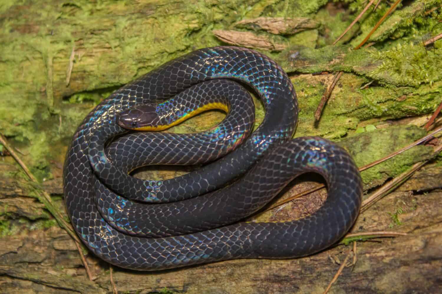 Calamaria lumbricoidea, commonly known as Variable Reed Snake, is a species of dwarf snake in the family Colubridae. It is found in Thailand, W. Malaysia, Singapore, Indonesia and Philippines.