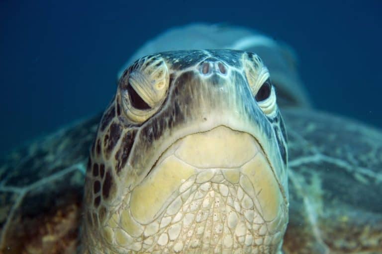 male green turtle (chelonia mydas)