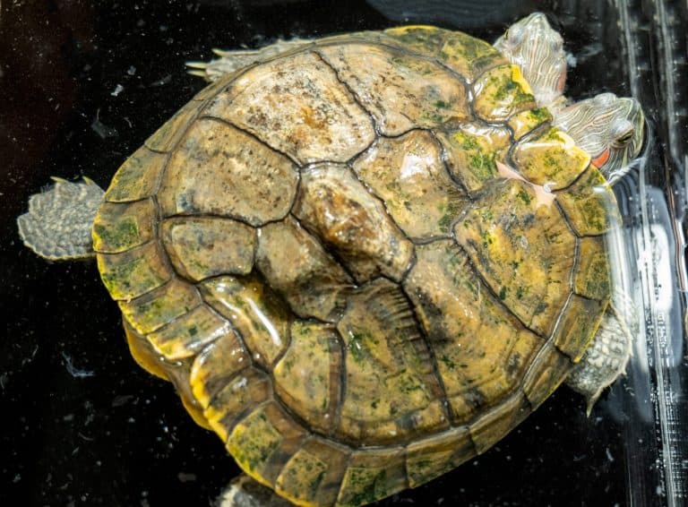 two-head turtle, two headed tortoise,swimming in the pond