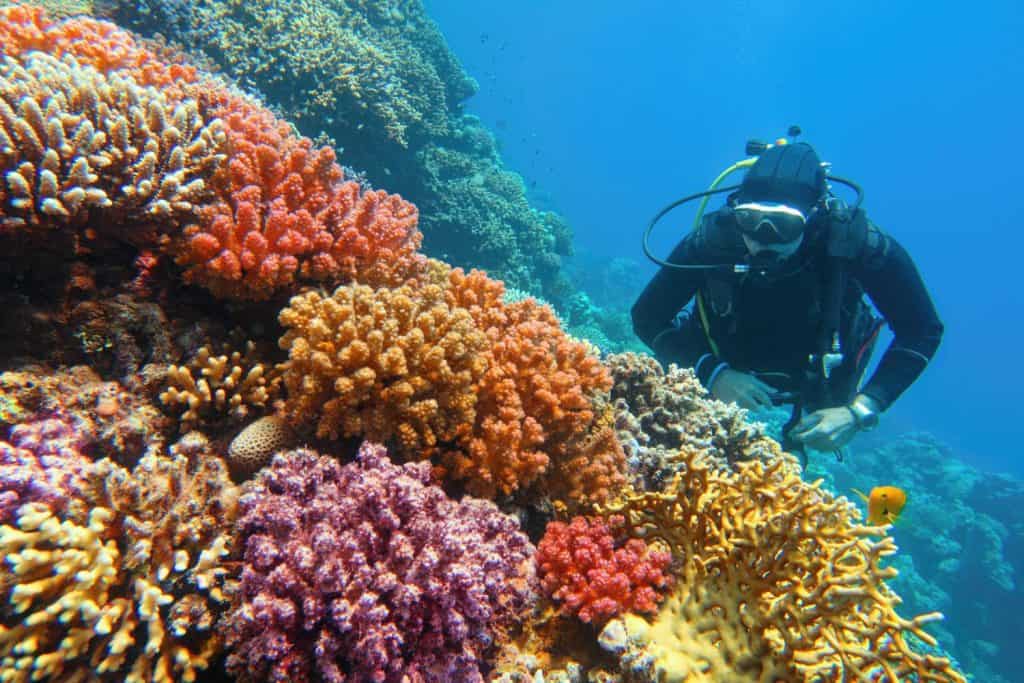 Man scuba diver checking beautiful colorful healthy coral reef with diversity of hard corals