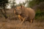 Black rhinoceros
