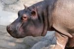 Pygmy hippopotamus