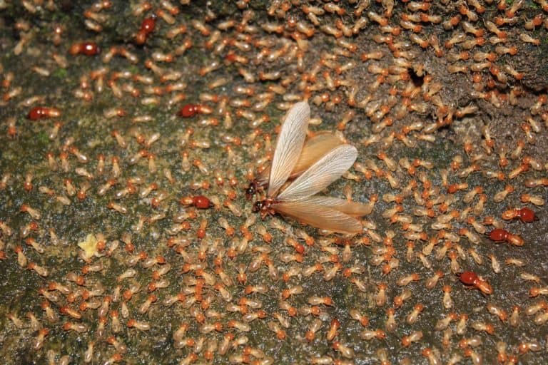termites that come out to the surface after the rain fell. termite colonies mostly live below the surface of the land. these termites will turn into larons. termites is white ants.