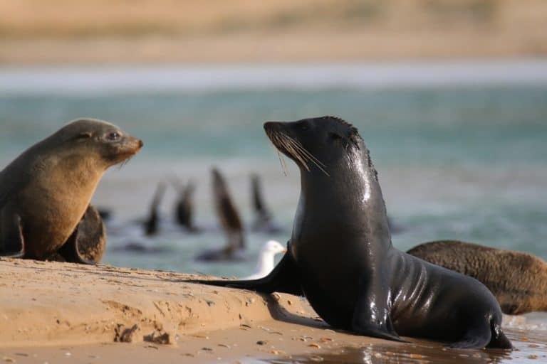 Long nosed fur seals rest at the Murray Mouth in the Coorong, South Australia