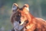 Dhole