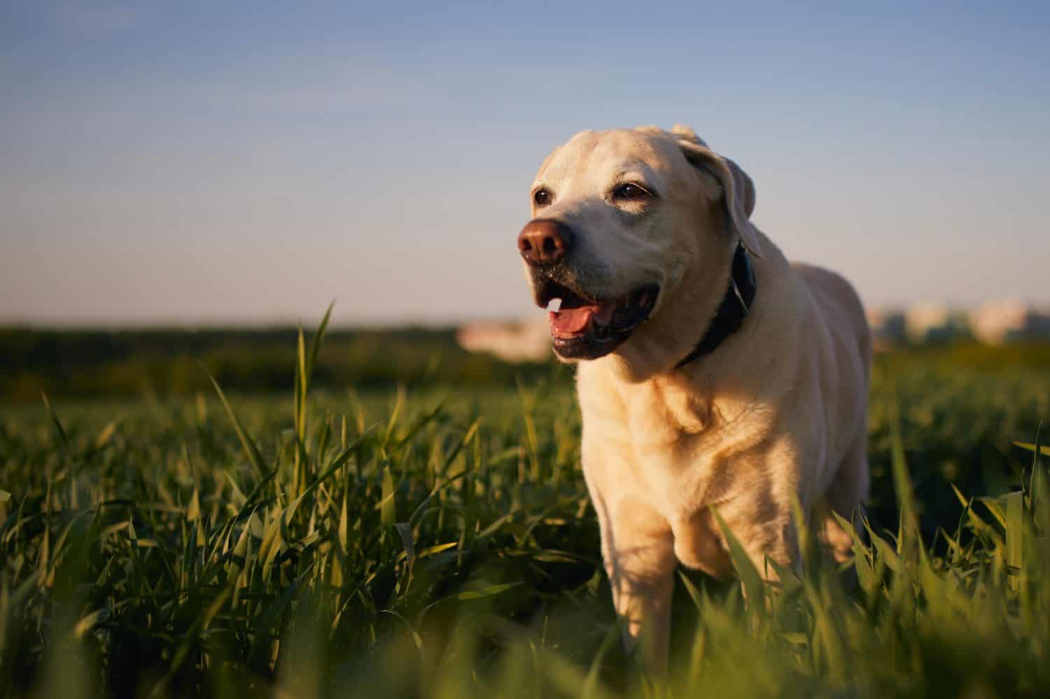 Happy dog in spring nature. Contented old labrador retriever during walk across field.
